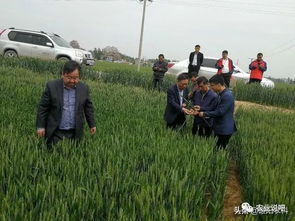 小麥這樣種，1畝收入頂2畝，關(guān)鍵不需要多投資1分錢(qián)