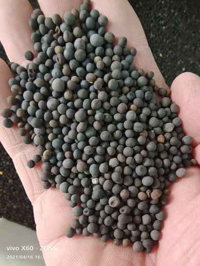 綠肥毛苕子種子價格及其在谷類作物中的應用