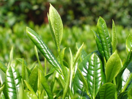 谷雨春蔬生長(zhǎng)正當(dāng)時(shí)，飲茶食韭疏肝補(bǔ)谷