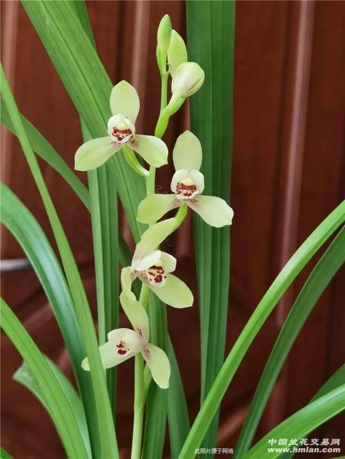 防治作物真菌病害 如何正確為谷類(lèi)作物選擇殺菌劑