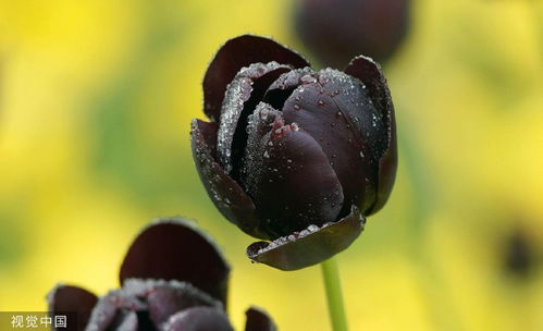 谷雨時(shí)節(jié)春雨綿綿，潤(rùn)澤萬(wàn)物谷類(lèi)生長(zhǎng)