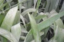 15種常見(jiàn)小麥病害及防治方法