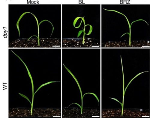剎車基因亮相，谷子成為C4模式植物的新突破