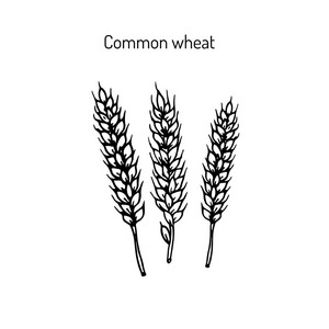 小麥與面包 谷類作物的線條藝術之美