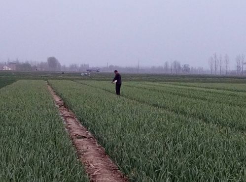 氮肥在谷類作物中的應用及重要性