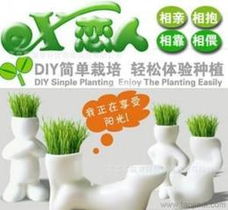 長草娃娃植物供應與批發指南 價格、采購渠道及谷類作物應用