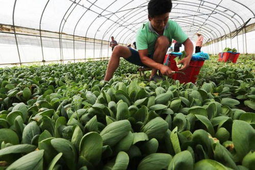上海植物工廠萬畝蔬菜綠油油，5.5折供應百姓餐桌